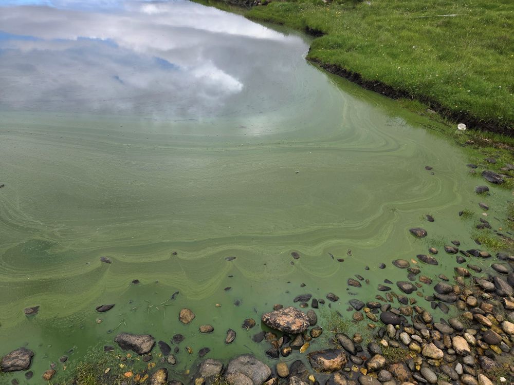 Blue green algae on the surface of the water in loch of the ayre, ness of sound, west yell