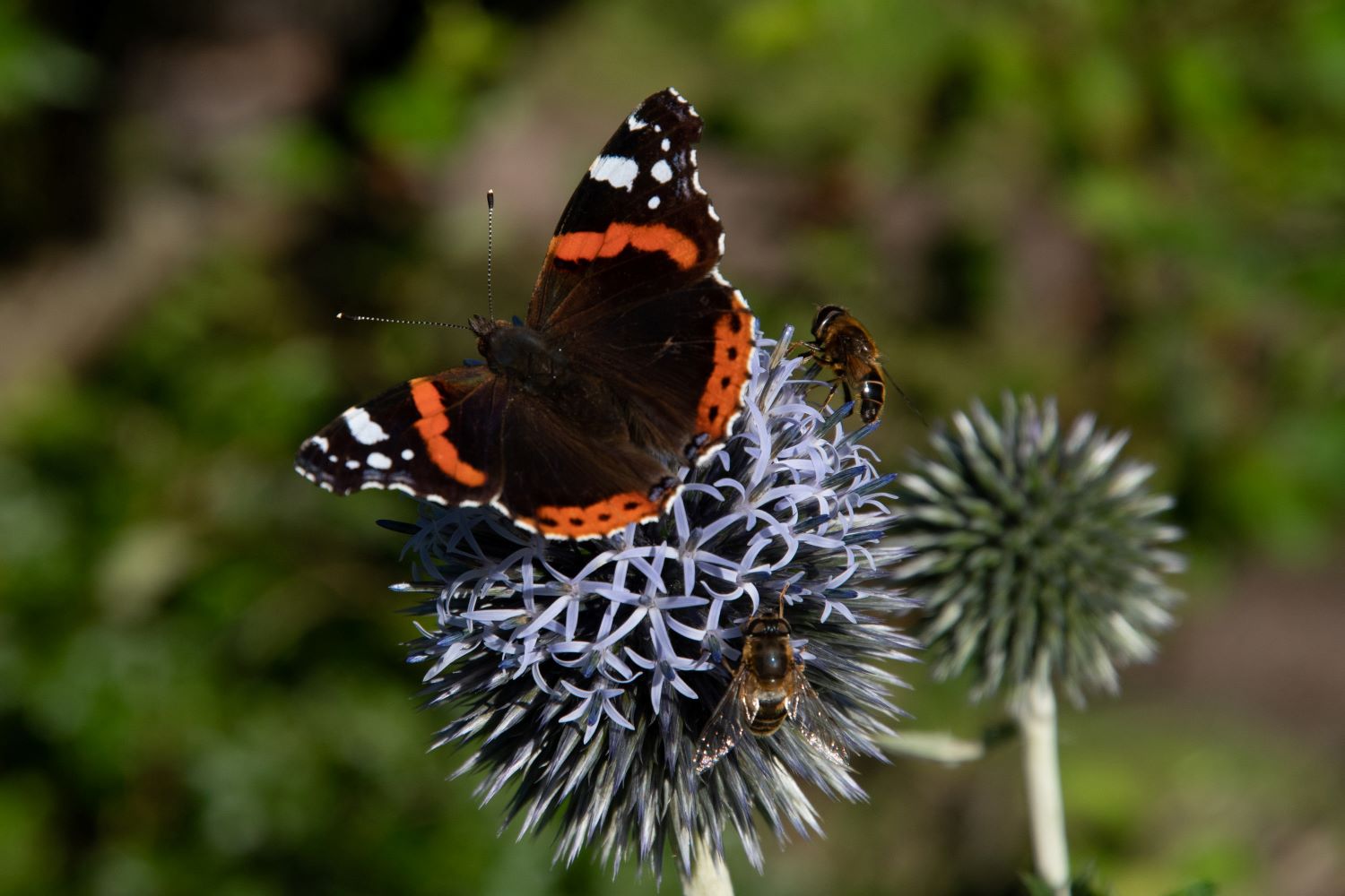 Biodiversity enouraging pollinators
