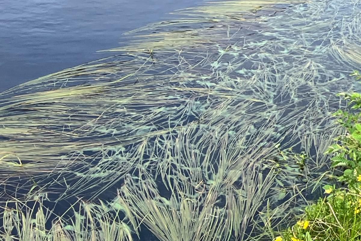Blue green algae 01 loch of cliff unst june 2026