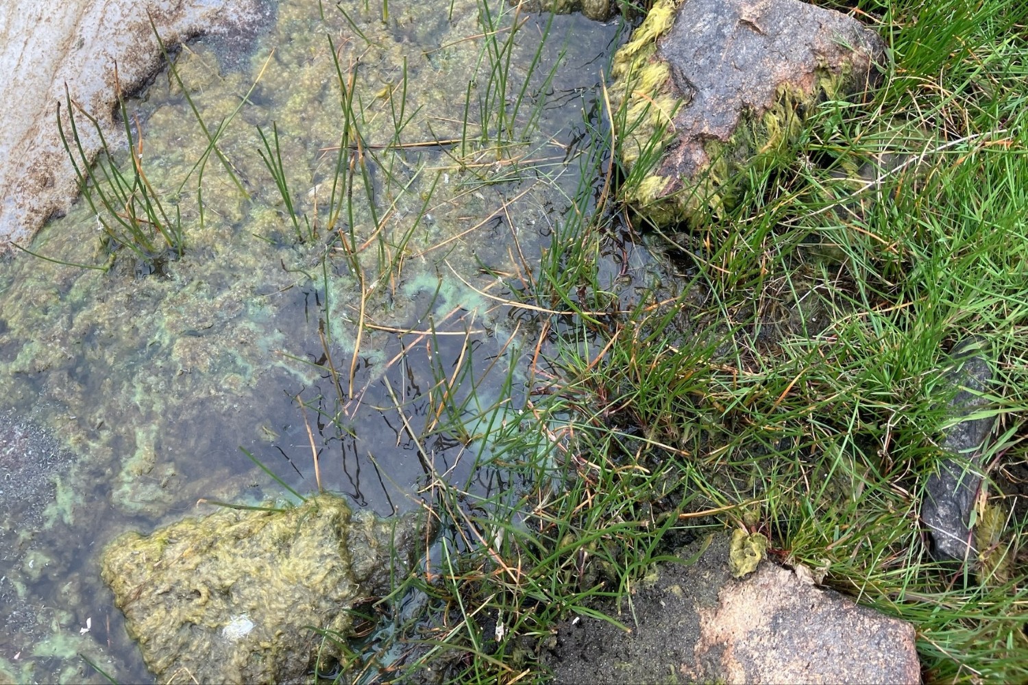 Blue green algae loch of spiggie 29072026