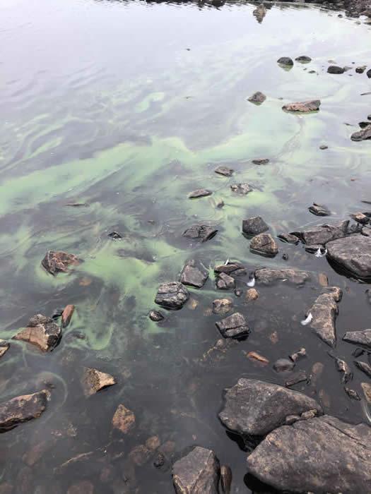 Blue green algae huxter loch 19082020