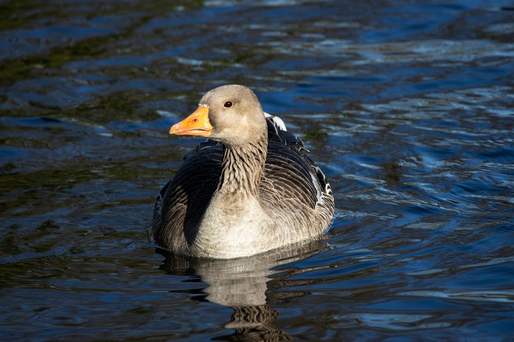 Greylag goose shutterstock