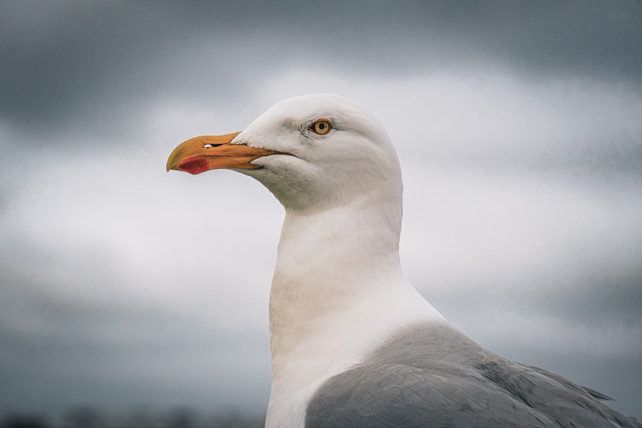 A gull, taken in profile. It has a white head and bright orange/yellow beak. It's eye looks directly at the camera.