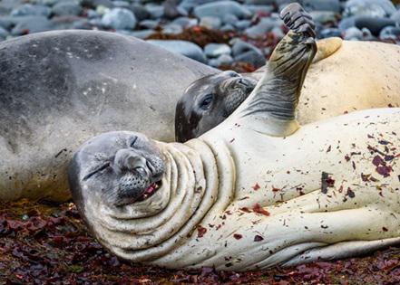 A seal on a beach