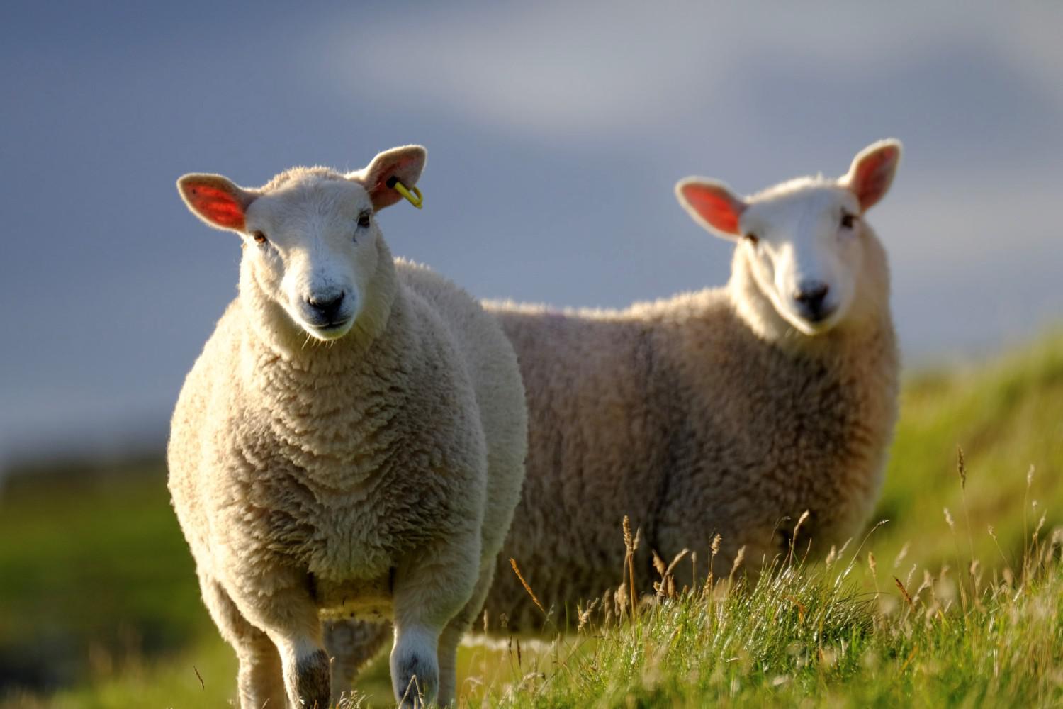Image of two young sheep