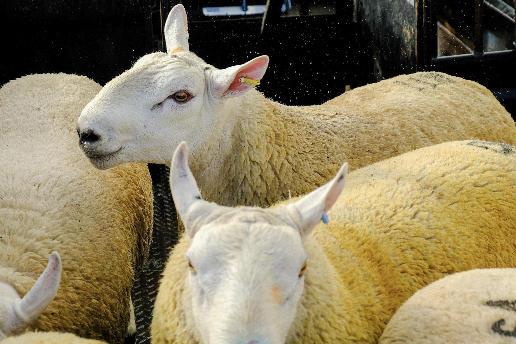 Sheep in dipping pen