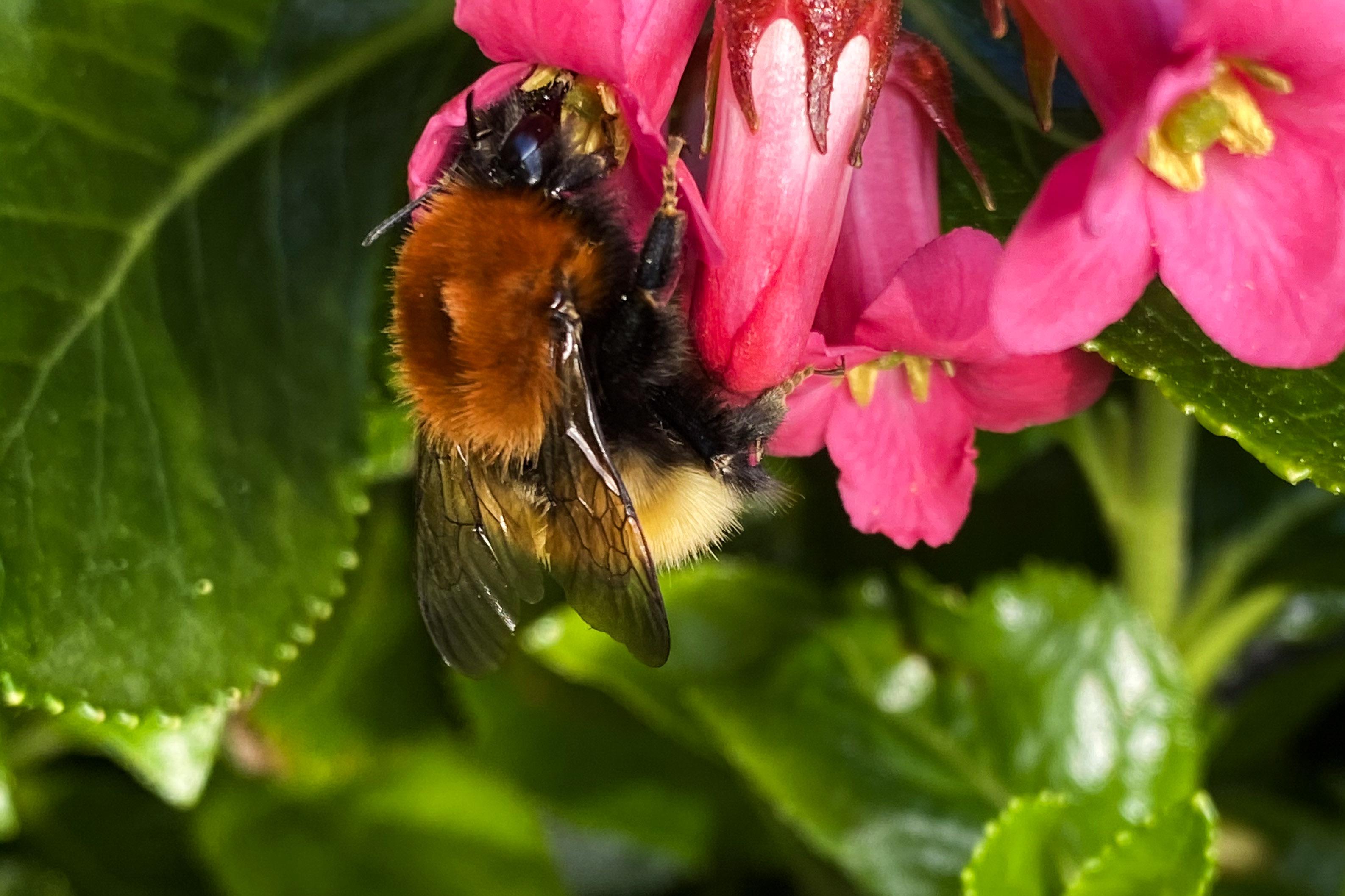 Shetland bumblebee feeding