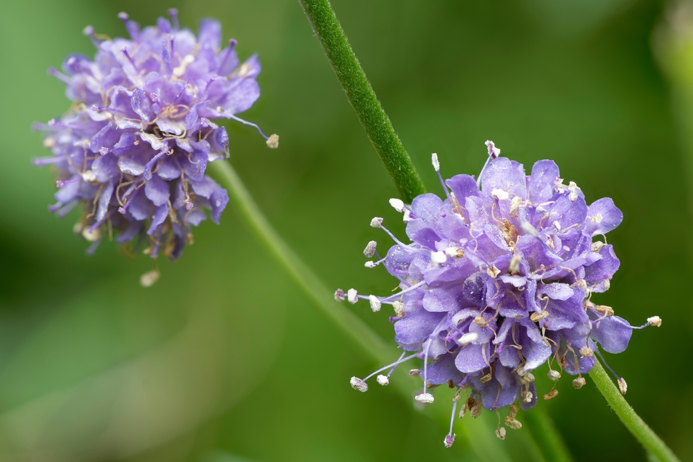 two devils bit scabious flowers